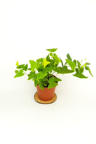 Christia obcordata