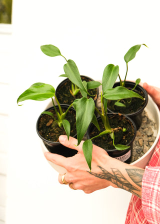 Monstera 'Burle Marx Flame'