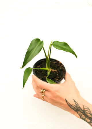 Monstera 'Burle Marx Flame'