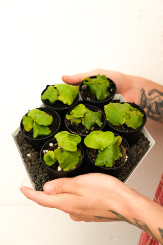 Platycerium ridleyi