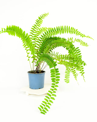Nephrolepis pendula
