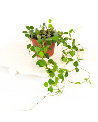 Dischidia hirsuta