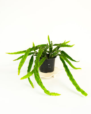 Lepismium 'Hurricane'