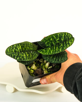 Paphiopedilum 'Ho Chi Minh'
