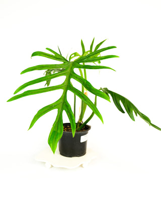 Philodendron elegans