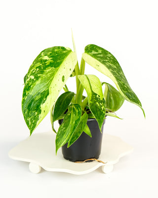 Philodendron 'Jose Buono'