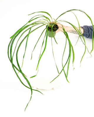 Campyloneurum angustifolium