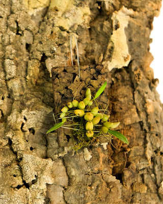 Bulbophyllum japrii