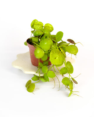 Dischidia imbricata