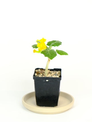 Uncarina roeoesliana