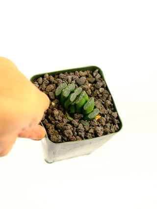 Haworthia truncata