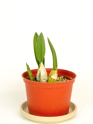 Eulophia petersii 'Desert Orchid'