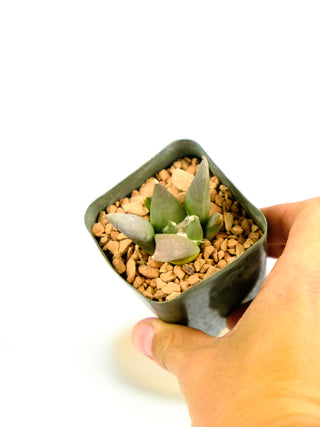 Ariocarpus cv.