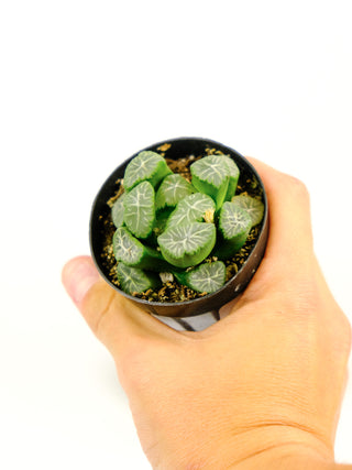 Haworthia truncata var. maughanii