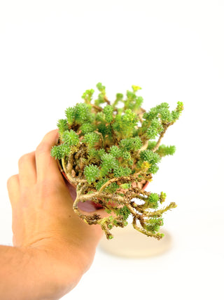 Sedum multiceps "mini Joshua Tree"