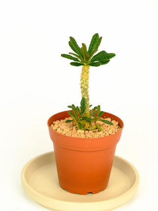 Dorstenia gigas