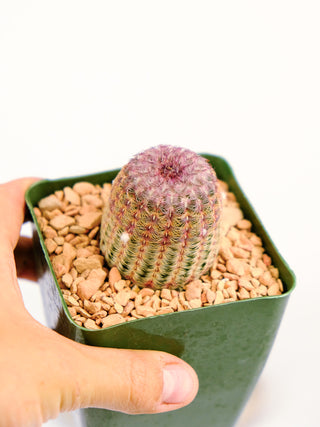 Echinocereus rigidissimus