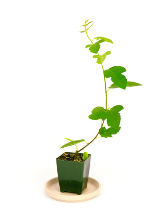 Ficus 'Ruth Bancroft'