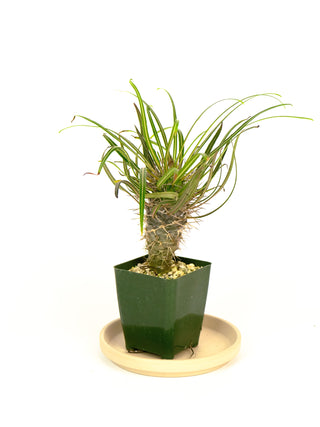 Pachypodium gaeyi