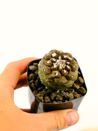 Copiapoa hypogea