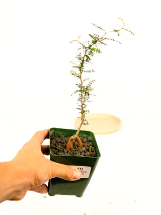 Operculicarya decaryi
