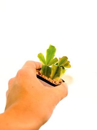 Schlumbergera truncata variegata