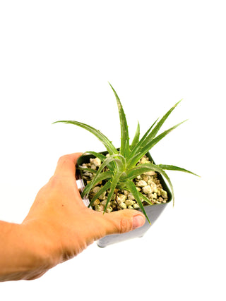 Puya berteroniana