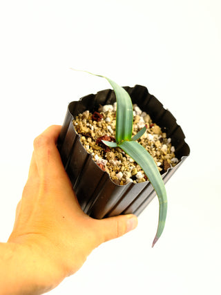 Welwitschia mirabilis