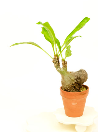 Myrmecodia tuberosa