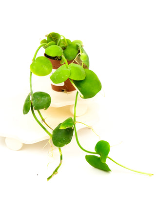 Dischidia platyphylla