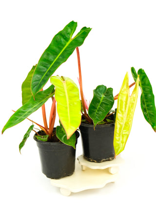 Philodendron billietiae