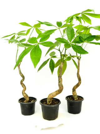 Pachira aquatica 'Money Tree'