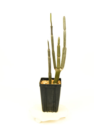 Ceropegia fusca