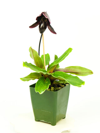 Paphiopedilum (Lorraine Pride x fairrieanum)