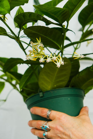Hoya multiflora 'Shooting Star'