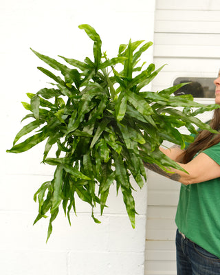 Microsorum diversifolium 'Kangaroo Fern'