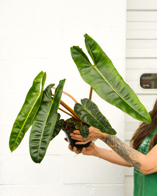Philodendron billietiae