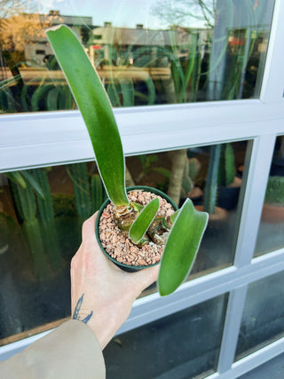 Haemanthus pauculifolius