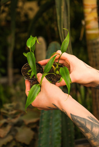 Monstera 'Burle Marx Flame'