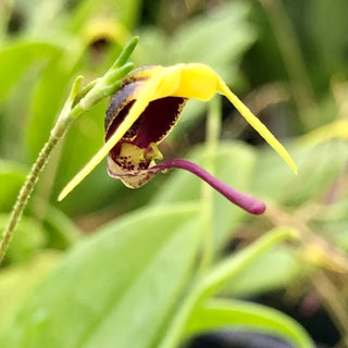 Scaphosepalum breve