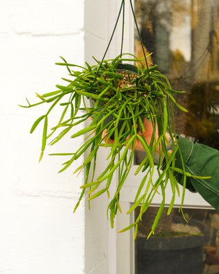 Rhipsalis trigona