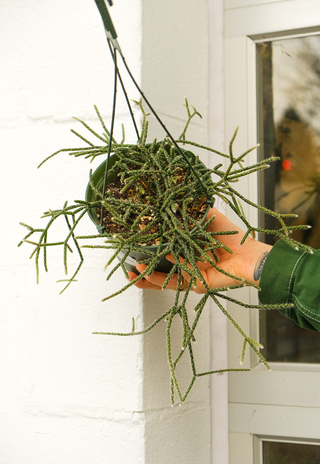 Rhipsalis pilocarpa