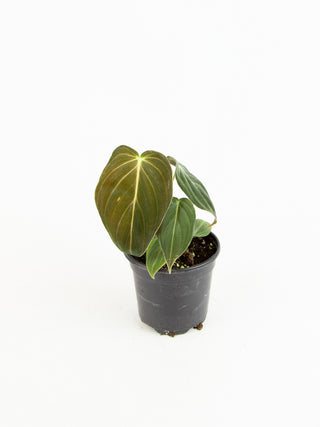 Philodendron melanochrysum