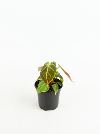 Philodendron rubrijuvenile 'El Choco Red'