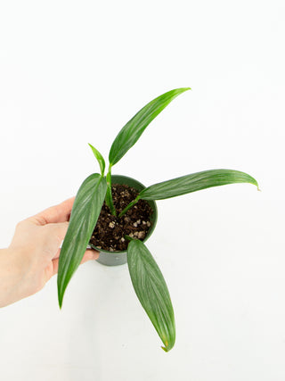 Epipremnum amplissimum