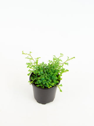 Selaginella uncinata