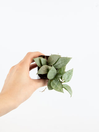 2" Hoya