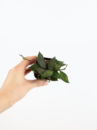 2" Hoya