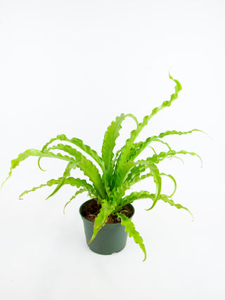 Asplenium antiquum 'Victoria'