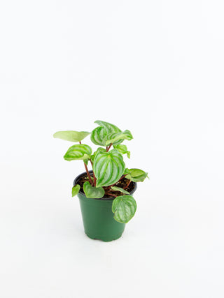Peperomia argyreia 'Watermelon'